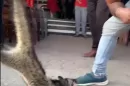 Dangerous animal