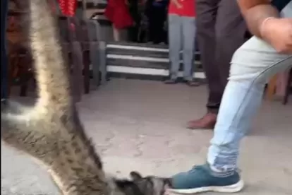 Dangerous animal
