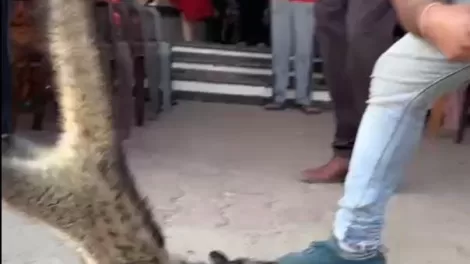 Dangerous animal