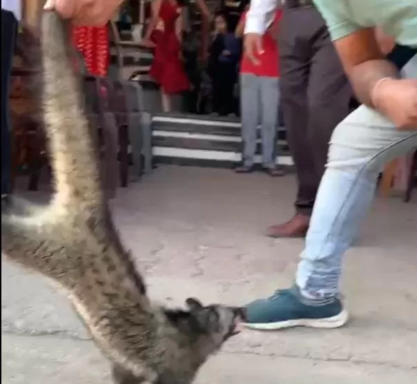 Dangerous animal