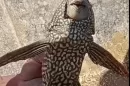 New Fish species