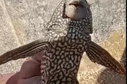 New Fish species