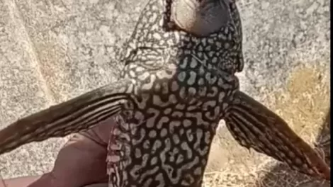New Fish species
