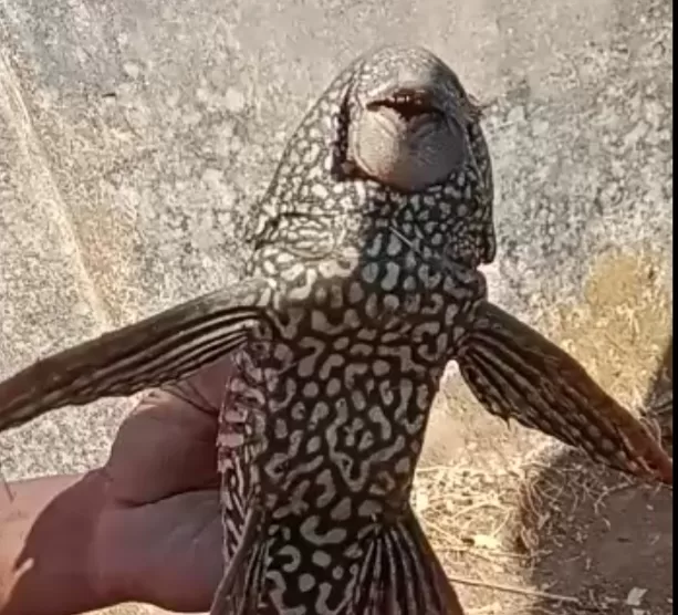 New Fish species
