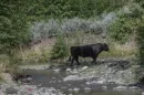 Wild Cow Hunt