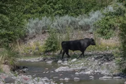 Wild Cow Hunt