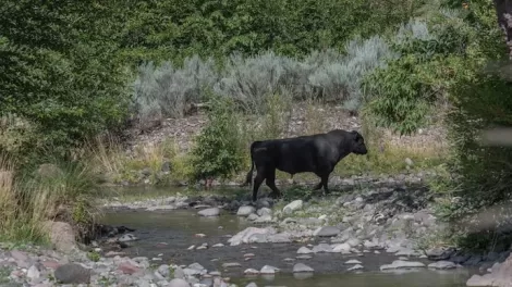 Wild Cow Hunt