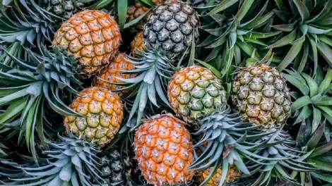 Benefits of Pineapple