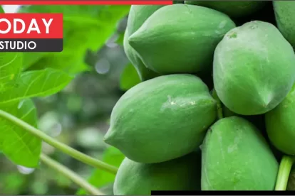 Raw Papaya Benefits