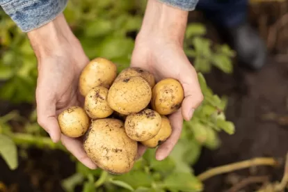 Fasting diet include potatoes?