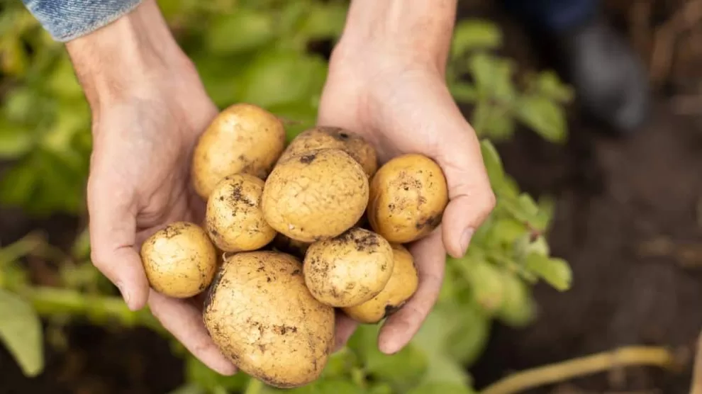 Fasting diet include potatoes?