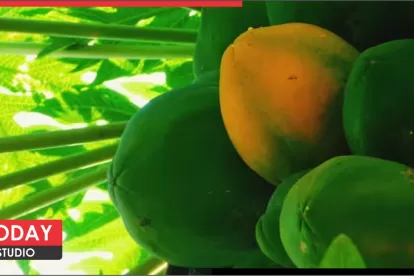 Benefits of Raw papaya