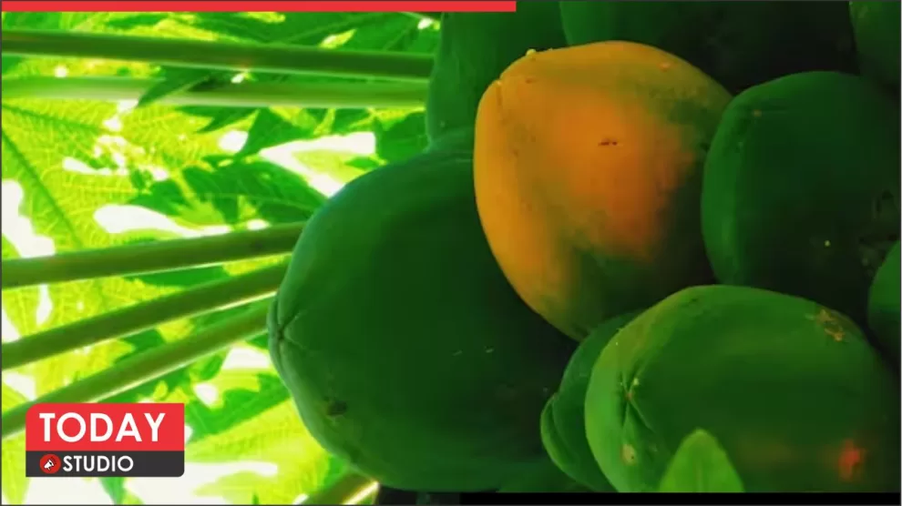 Benefits of Raw papaya